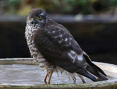 Eurasian Sparrowhawk