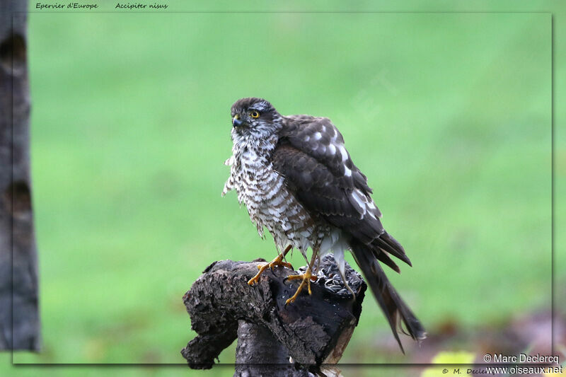 Eurasian Sparrowhawk