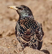 Common Starling