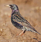 Common Starling