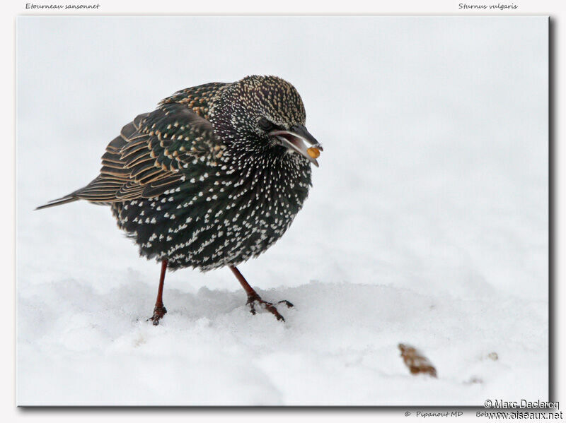 Common Starling, feeding habits, Behaviour