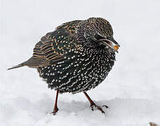 Common Starling