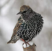 Common Starling