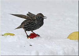 Common Starling