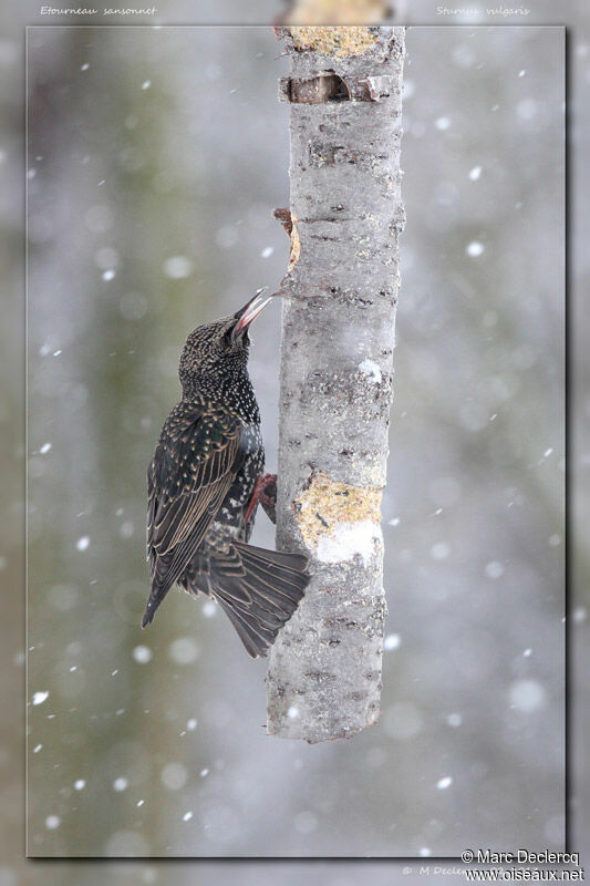 Common Starling, identification