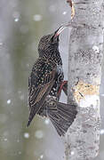 Common Starling