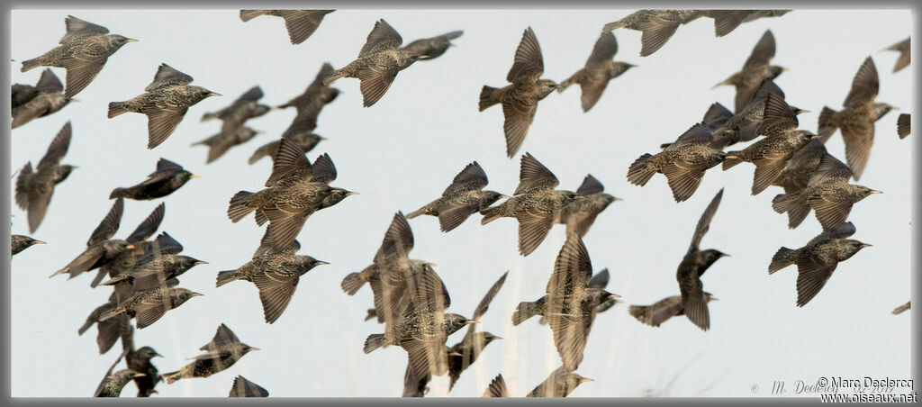 Common Starling