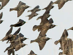 Common Starling