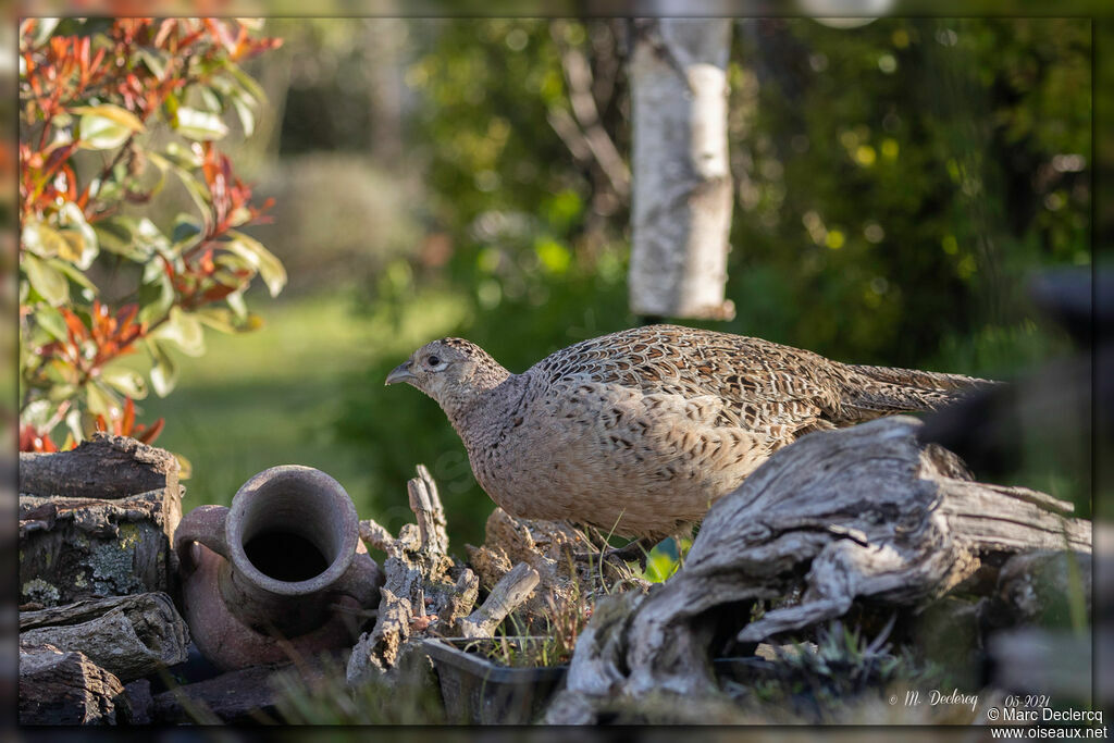 Common Pheasant