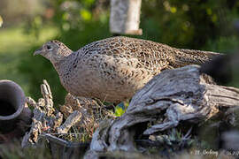 Common Pheasant