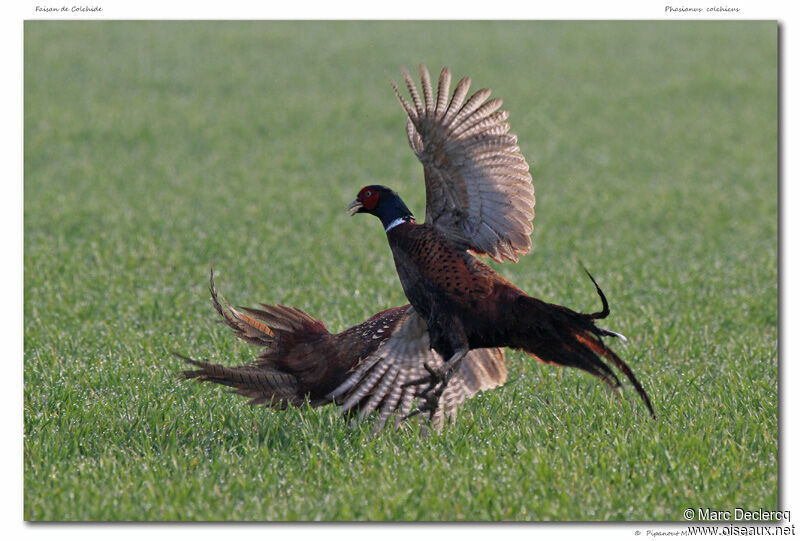 Common Pheasant male, identification, Behaviour