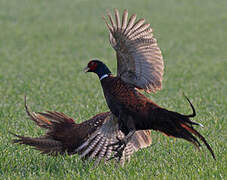 Common Pheasant