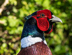 Common Pheasant