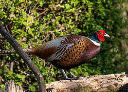 Common Pheasant