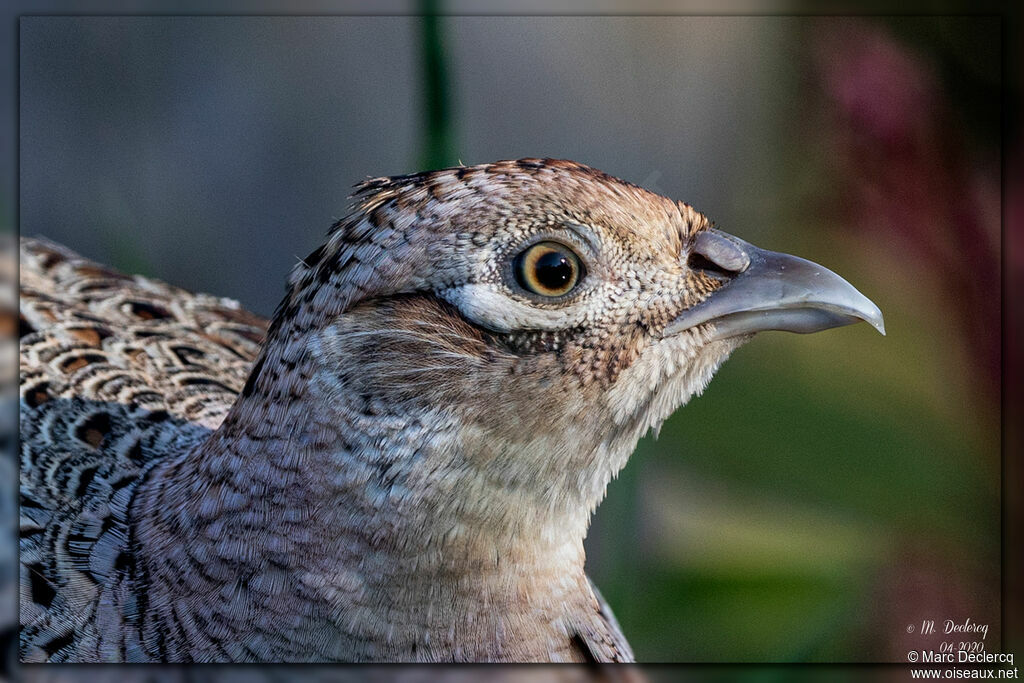 Common Pheasant