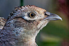 Common Pheasant