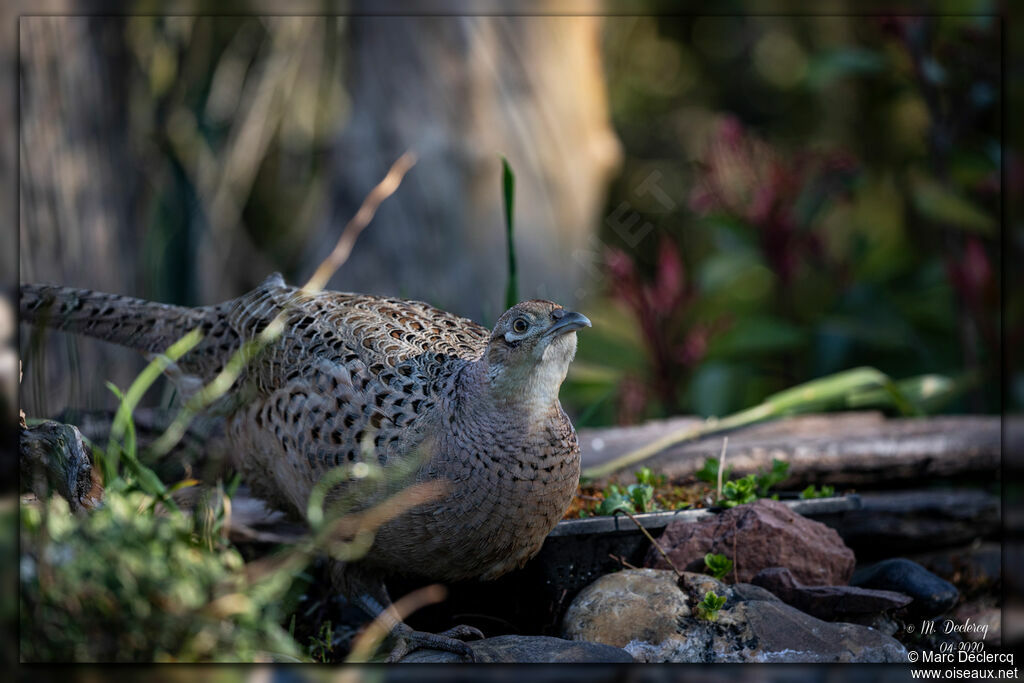 Common Pheasant