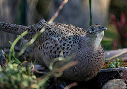 Common Pheasant