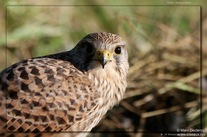 Faucon crécerelle, identification