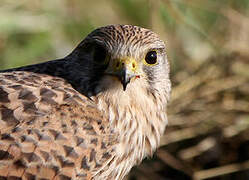 Common Kestrel