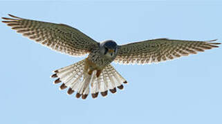 Common Kestrel