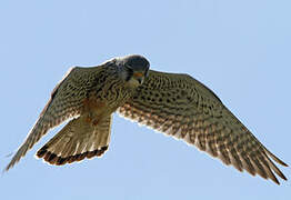 Common Kestrel