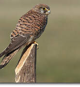 Common Kestrel