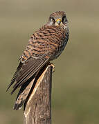 Common Kestrel