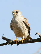 Common Kestrel