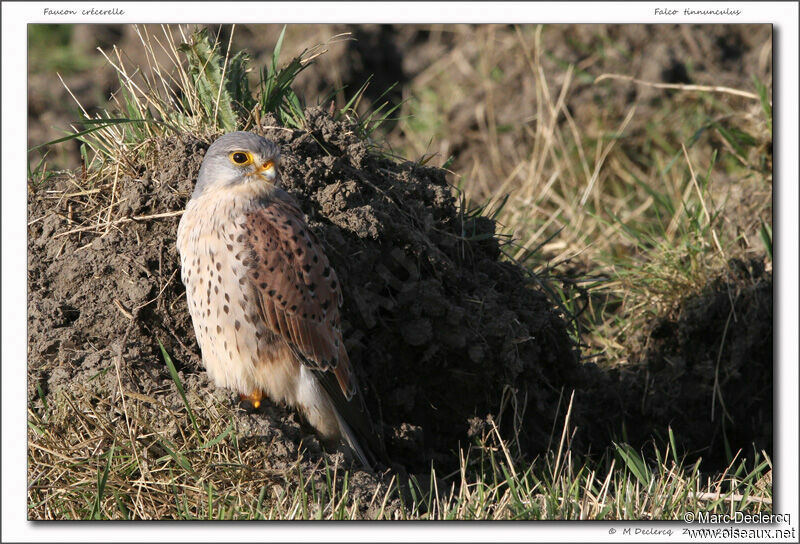 Faucon crécerelle, identification