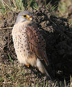 Common Kestrel