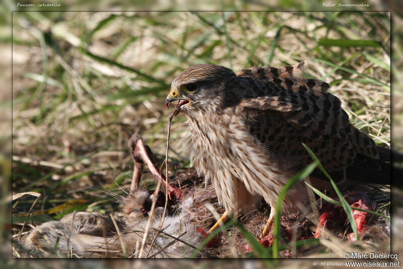 Faucon crécerelle, identification, Comportement