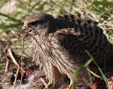 Common Kestrel