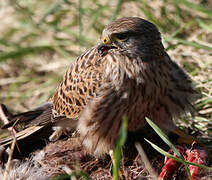 Common Kestrel