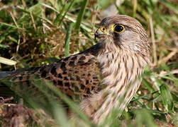 Common Kestrel