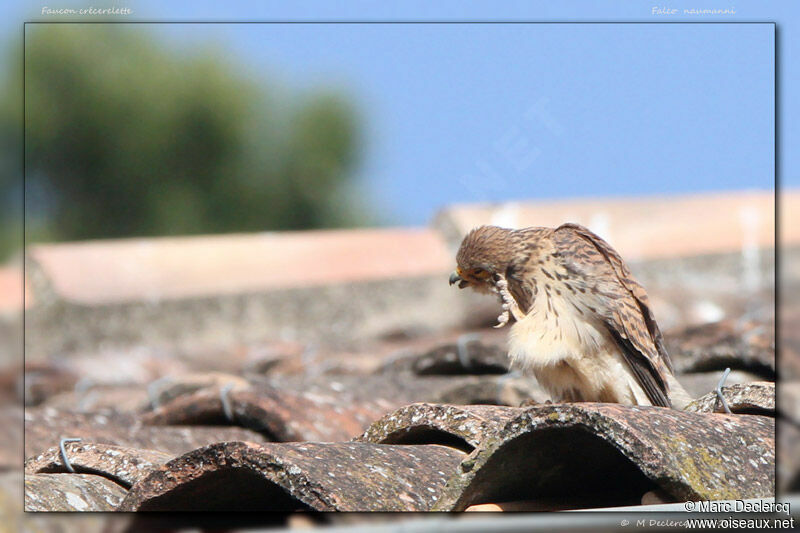 Lesser Kestrel, identification