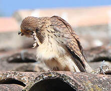 Lesser Kestrel