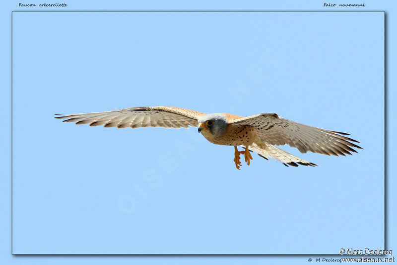 Lesser Kestrel, Flight