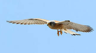 Lesser Kestrel