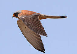 Lesser Kestrel