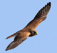 Lesser Kestrel