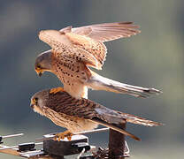 Lesser Kestrel