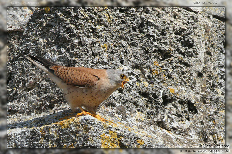 Lesser Kestrel, identification