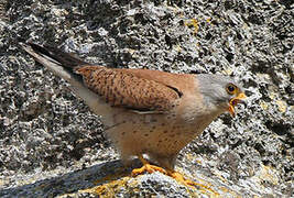 Lesser Kestrel