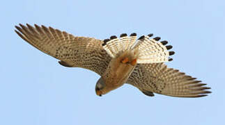 Lesser Kestrel