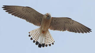 Lesser Kestrel