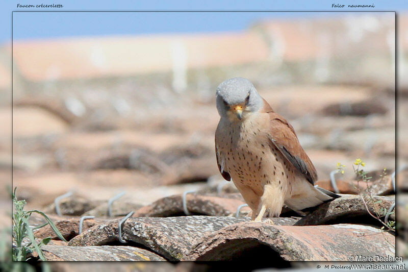 Lesser Kestrel, identification