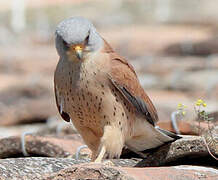 Lesser Kestrel