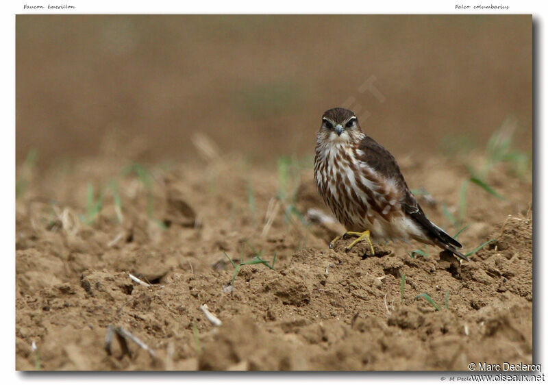 Faucon émerillon, identification