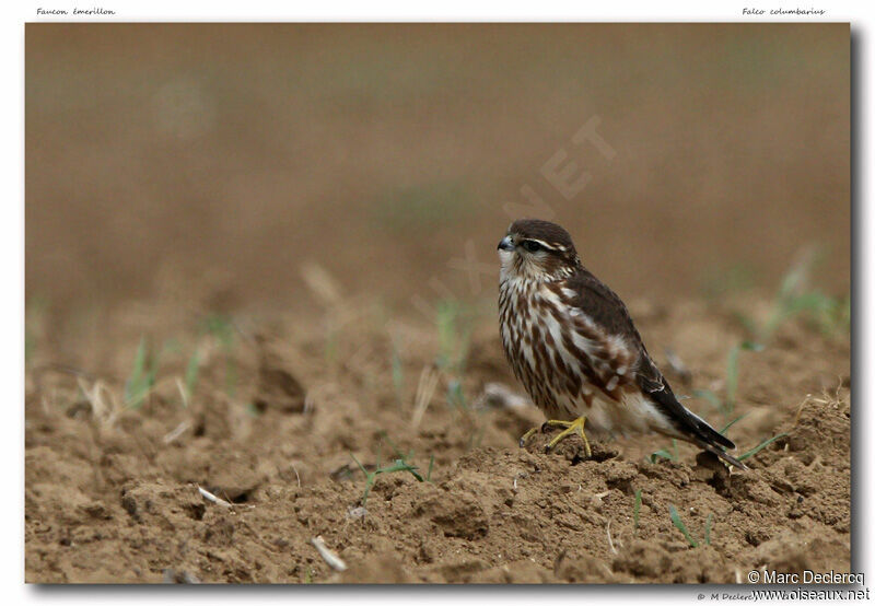 Merlin, identification